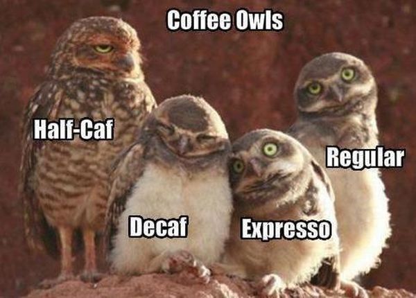 Veranstaltungen 66 funny pictures coffee owls